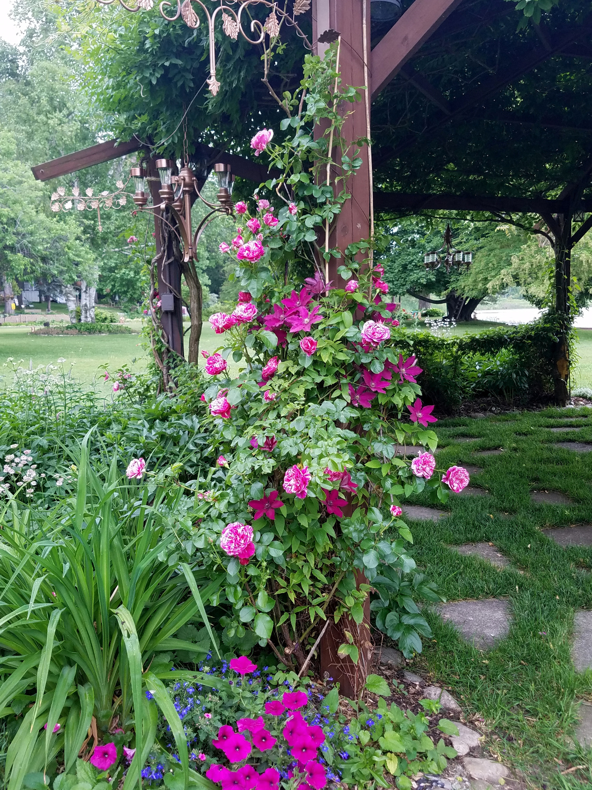 Clematis intertwines with climbing Rose and Petunia, blue Lobelia and Astrantia blooming inside flowerbeds
